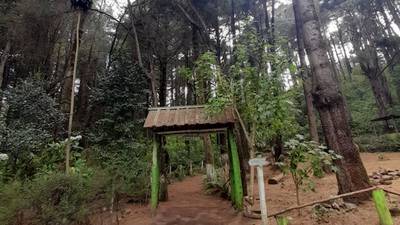 Parque Quetzalí, en San Marcos, conserva importante remanente de pinabete