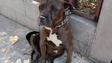 ¡Lamentable! Amarrado con una cadena abandonan a un perrito en calzada La Paz