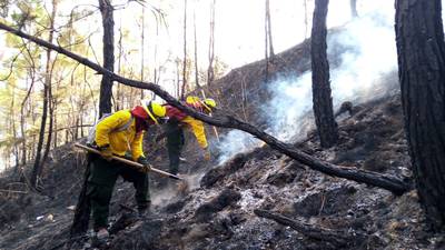 Casi 9 mil hectáreas de bosques han sido consumidas por incendios en Guatemala