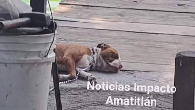Grupo proanimalista revela qué ocurrió con el pitbull que atacó a rescatista