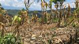 Fenómeno de El Niño: Urgen atender hambre estacional