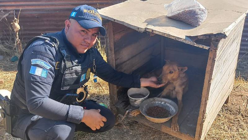 El canino que fue atropellado por una la unidad de la PNC, es rescatado para ser agente K-9