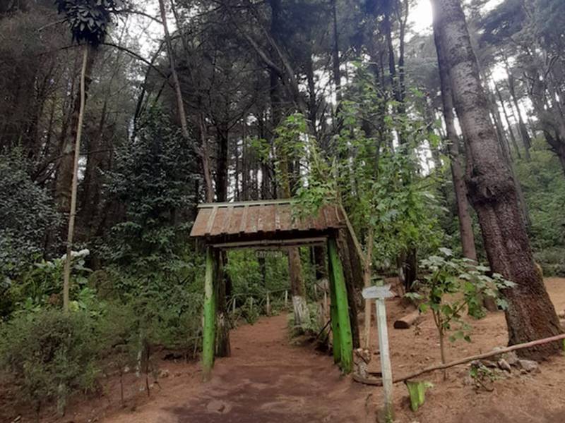 Parque Quetzalí, en San Marcos, conserva importante remanente de pinabete