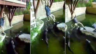 VIDEO. Intenta acrobacia y cae en estanque de cocodrilos