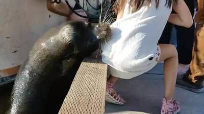 ¡Dramático momento! León marino atrapa a una niña y la sumerge bajo el agua