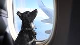 ¡En primera clase! Los perritos ahora podrán viajar en primera clase con esta aerolínea estadounidense