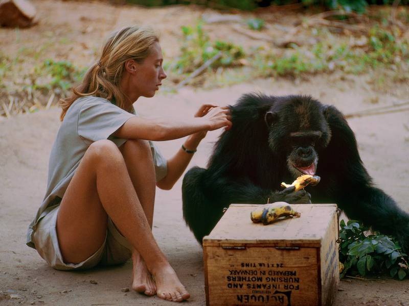 “Jane”, la emotiva historia de una mujer que dedicó su vida a los chimpancés