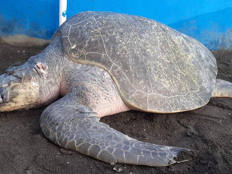 Rescatan y rehabilitan a dos tortugas que resultaron heridas