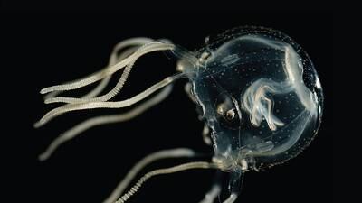 Las medusas sin cerebro son capaces de aprender
