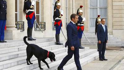 El video del perro de Macron orinando en chimenea del Palacio del Elíseo se hace viral