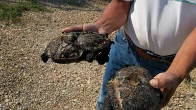 Mapaches, tacuacines y tortugas mueren calcinados por incendio forestal