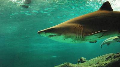 Amenazas y esfuerzos para proteger a los tiburones en Latinoamérica