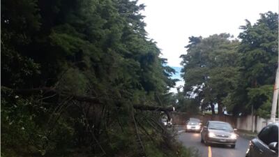 Árbol cae el kilómetro 9.5 de la ruta a El Carmen en Santa Catarina Pinula