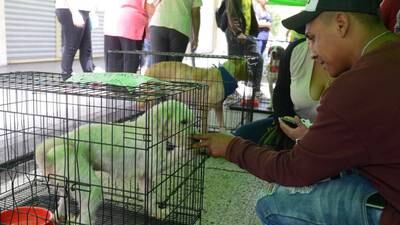 Realizan campaña de adopción de perros en el Paseo de la Sexta