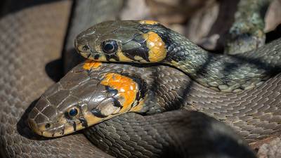 Hallan muerto a hombre en su casa rodeado de más de 100 serpientes