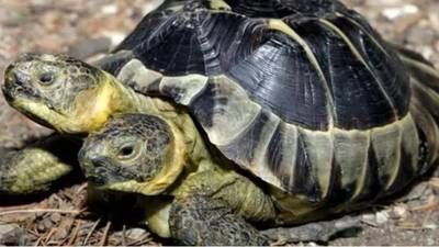 Científicos localizan una tortuga con dos cabezas en Florida