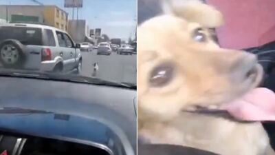 Triste video: Perritos persiguen auto de su “dueña” que los acababa de abandonar