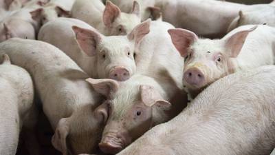 Más de 27 mil cerdos mueren por peste porcina en Indonesia
