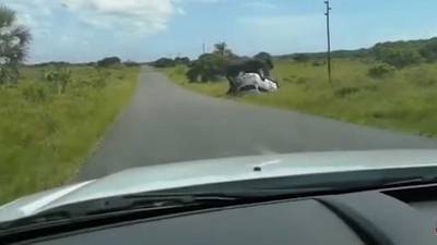 El terrorífico momento en el que un elefante vuelca un carro con una familia adentro