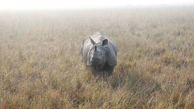 Nace cría de rinoceronte de Sumatra, especie en peligro de extinción
