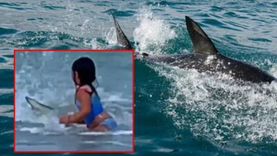 VIDEO. Niña de 6 años se topa con un enorme tiburón