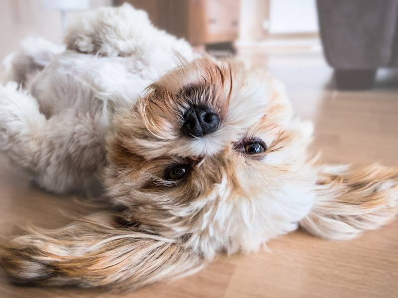 "Perros millennials": ¿Las mascotas perciben antes o no los temblores?