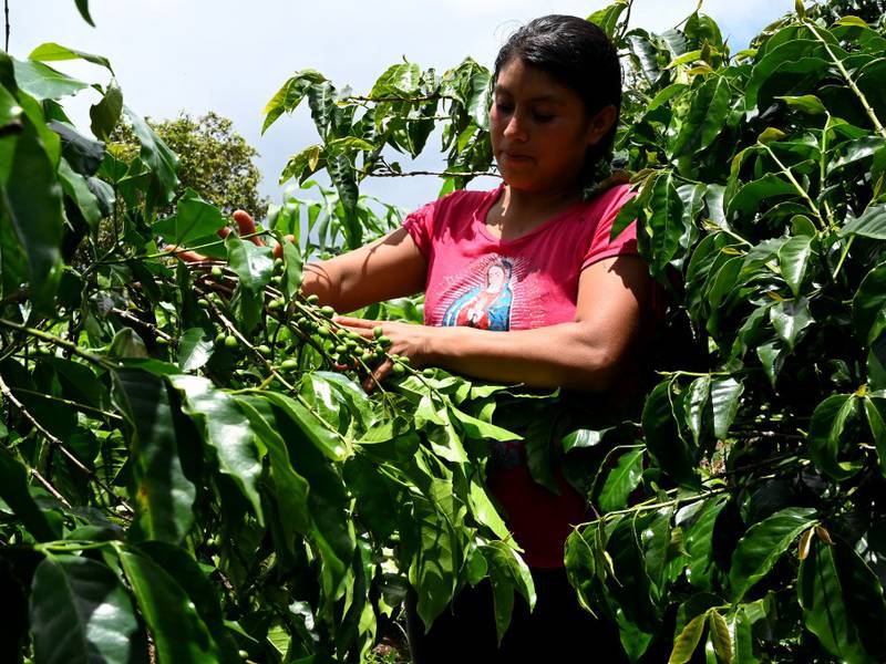 Anacafé presenta daños plantaciones de café por la lluvia