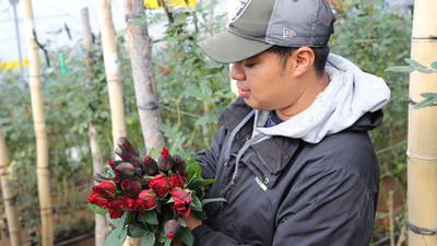 Las rosas guatemaltecas conquistan el Día del cariño