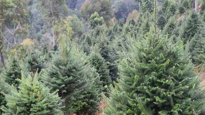 Guatemala protege de la Navidad al pinabete, árbol nativo cerca de desaparecer