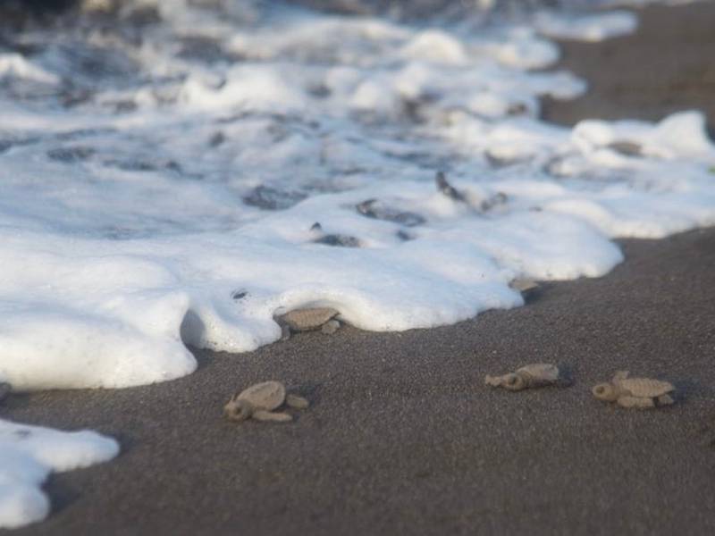 FOTOS. Liberan miles de tortugas marinas en las playas de Escuintla