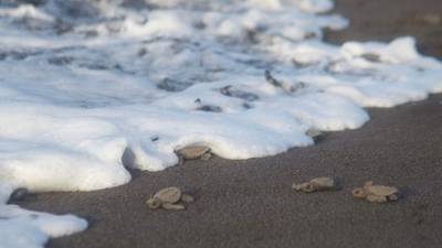 FOTOS. Liberan miles de tortugas marinas en las playas de Escuintla