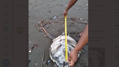 Investigan muerte de tortugas y delfines en Pacífico de Guatemala