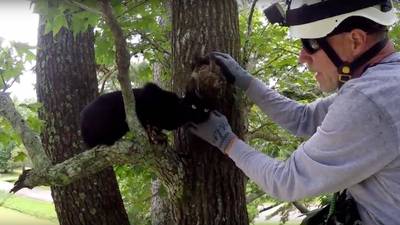 Este hombre dedica su vida a salvar gatos de los árboles