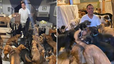 Hombre refugia a decenas de perritos callejeros ante la llegada del huracán Delta