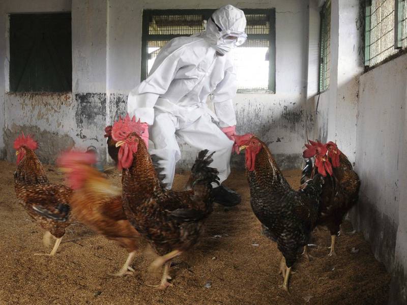 OPS recomienda fortalecer vigilancia de la Influenza aviar H5N1