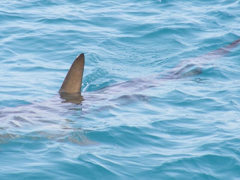 Surfista sobrevive a ataque de tiburón blanco en Australia