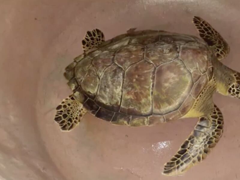 Conap libera a tortuga marina en refugio de Izabal