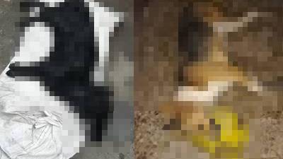 ¡Crueldad animal! En Tacaná denuncian el hallazgo de varios perros muertos
