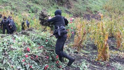 Destruyen miles de matas de amapola y marihuana en Alta Verapaz