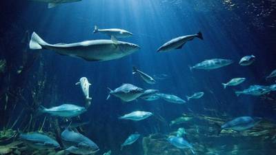 Experto advierte sobre el impacto humano en los océanos