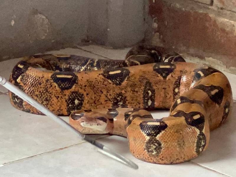 Enorme serpiente sorprende a pobladores de El Arroyito, en Petén