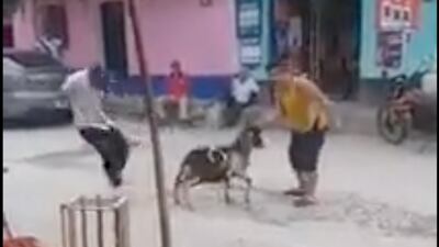 VIDEO: hombres amarran ametralladora a la pata de una cabra en El Progreso