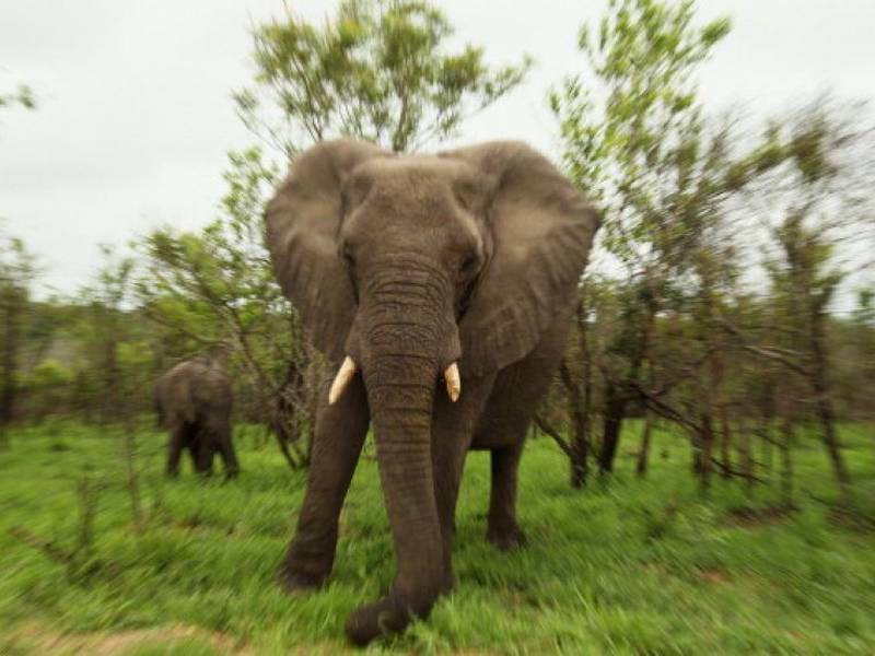 Elefante ataca a grupo de turistas y una mujer muere en Zambia