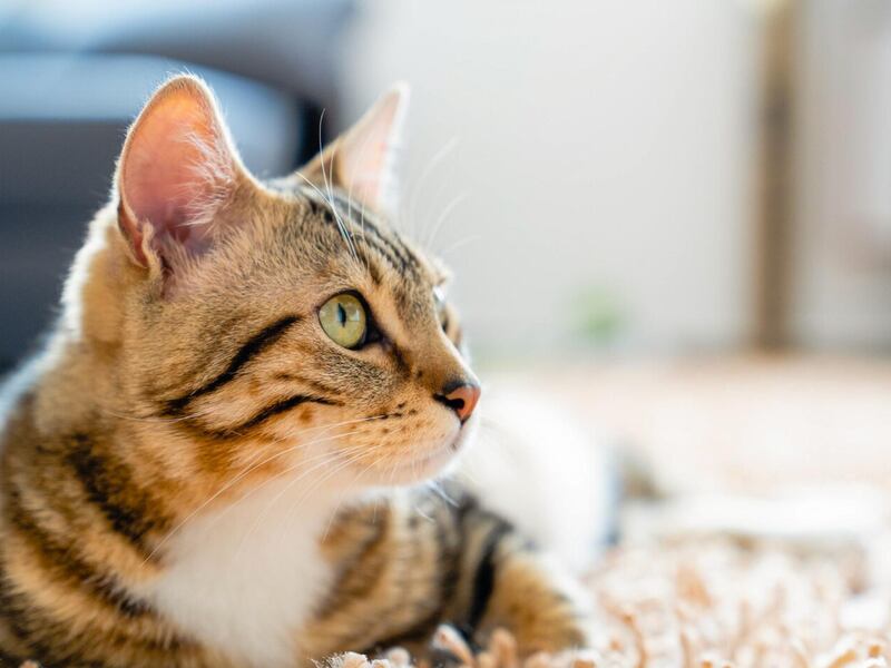El gato radioactivo que causa alarma en Japón: ¿qué pasa si alguien lo toca?