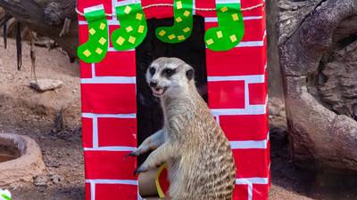 Con tiernas imágenes, Zoológico La Aurora envía mensaje navideño
