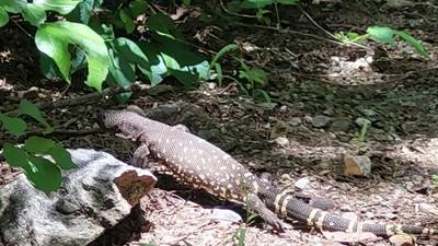 "Niño Dormido": las acciones para evitar la extinción del lagarto venenoso de Guatemala