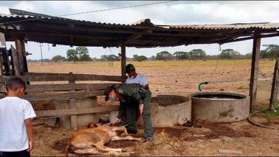 VIDEO. Hombres violan a una vaca propiedad de un mundialista colombiano