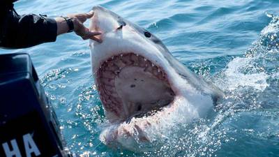 Nuevo estudio señala que las muertes por ataques de tiburón son cada vez más comunes