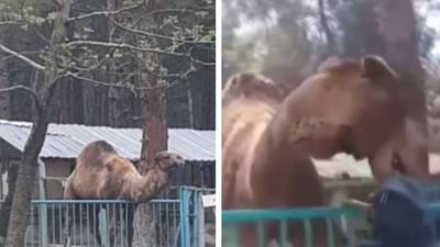 VIDEO. Camello ataca y muerde la cabeza de niño en zoológico