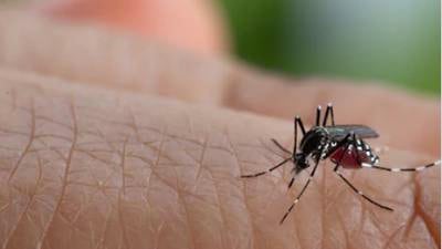 Casos de dengue alcanzan el máximo brote en los últimos cinco años en el país
